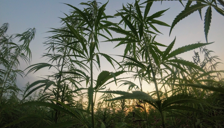 大麻鋼筋壽命長、補碳效率佳 有望成建材新寵兒