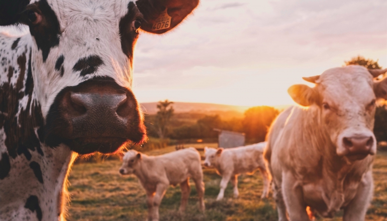 EU proposes tougher pollution rules for industry, livestock farms