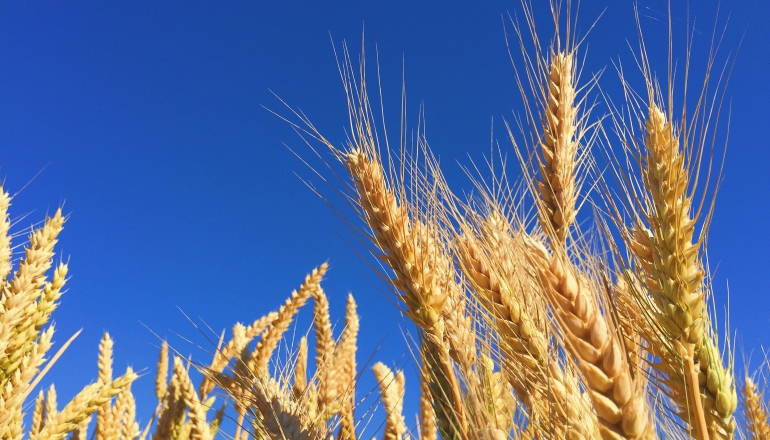 Houston-based carbon credit registry provides first international soil carbon credits in UK