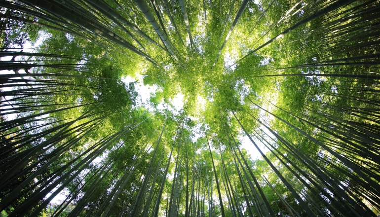 芬蘭森林碳匯遭摧殘 氣候成本恐增70億歐元
