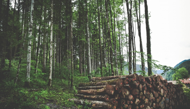 Australian forests could become net carbon emitters in coming decades, report finds