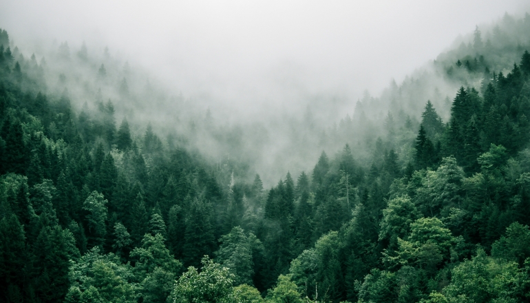 Green economy to be among Indonesian government’s policy directions