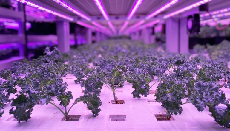 新加坡擬發展地下農畜 促進糧食安全與資源永續