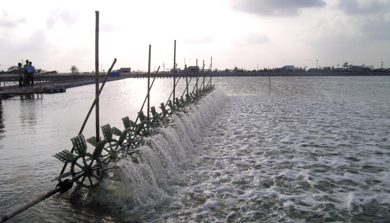 PV panels help to cut cost by 30%: Vietnam’s shrimp farmer
