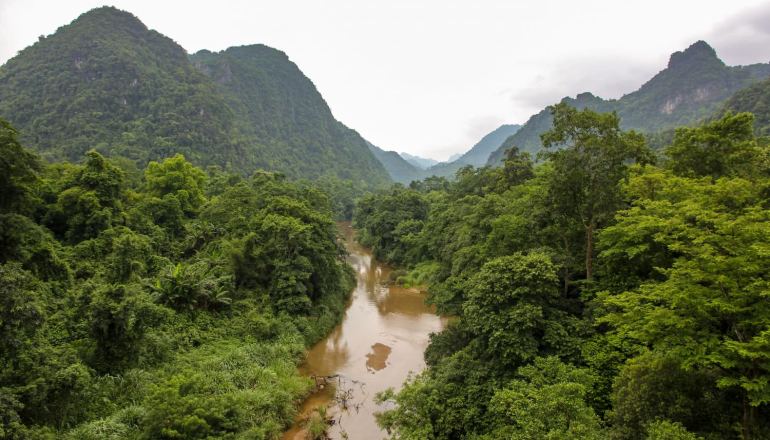 越南過去三年植樹逾七億棵 森林覆蓋率超過42%