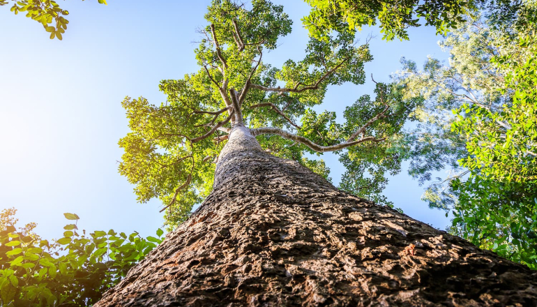 泰國出售首批森林碳權項目 每噸3萬泰銖世界最貴