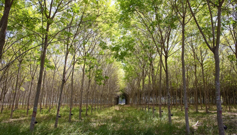 泰国橡胶园转向碳中和 开发碳权促农业可持续发展