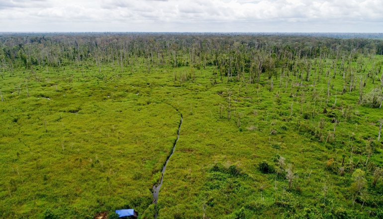 Indonesia revokes license of the largest forestry offsets project in the world