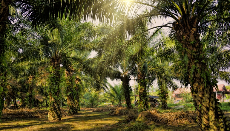 Malaysia, Japan try out recycling dead palm trees into biomass