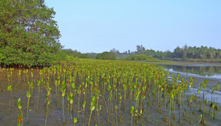 Indonesian carbon-offset startup aims to bring blue carbon to Japan and Singapore market