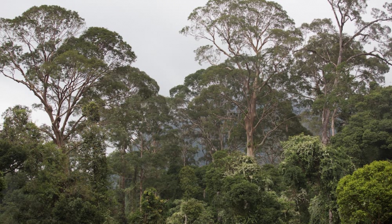 Malaysia launches Forest Conservation Certificate to fund conservation activities