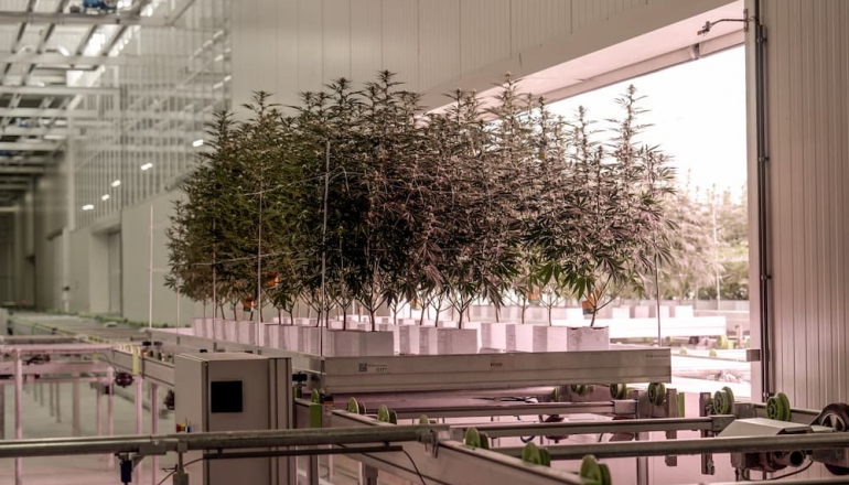 解決農業「大麻」煩！種麻超耗電，英國公司設計出「零電費溫室」