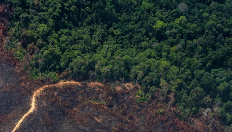 What is the ‘Tropical Forest Forever’ fund and will it work?