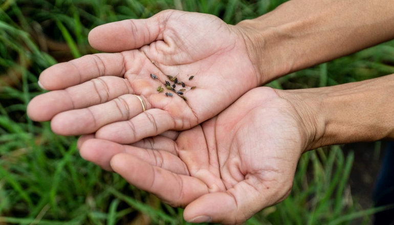 In Vietnam’s Mekong Delta, elusive ‘ghost rice’ holds key to climate resilience