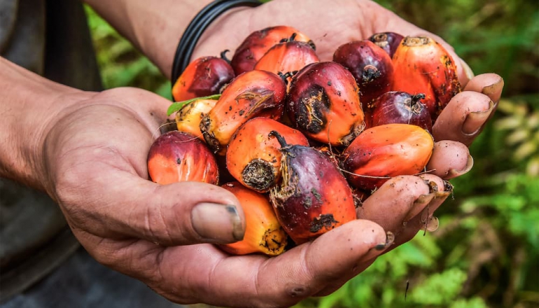 Community-based biofuels offer ‘sensible’ alternative to palm oil for Indonesia, analysis shows