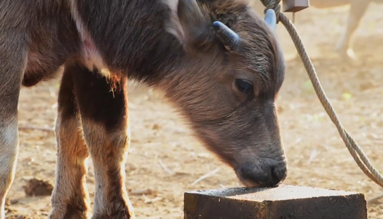 Australian startup’s salt blocks cut methane emissions from Laos cattle by 40%
