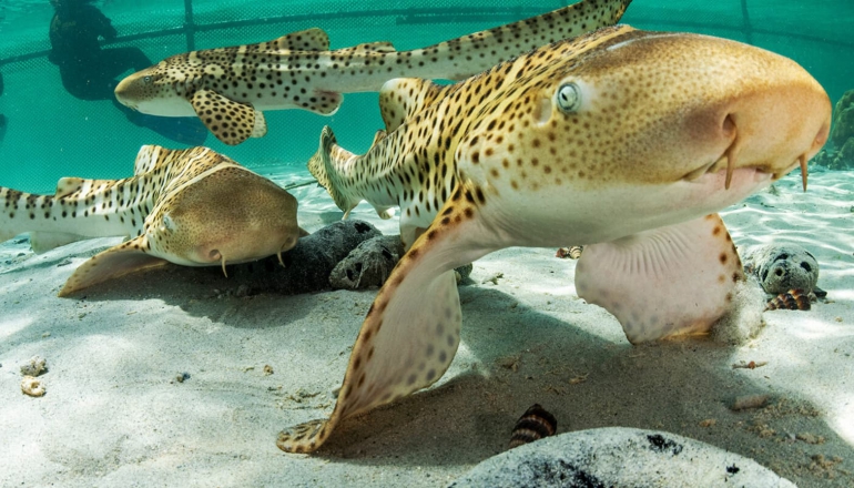 Conservationists raise sharks to restore reefs in waters around Thailand