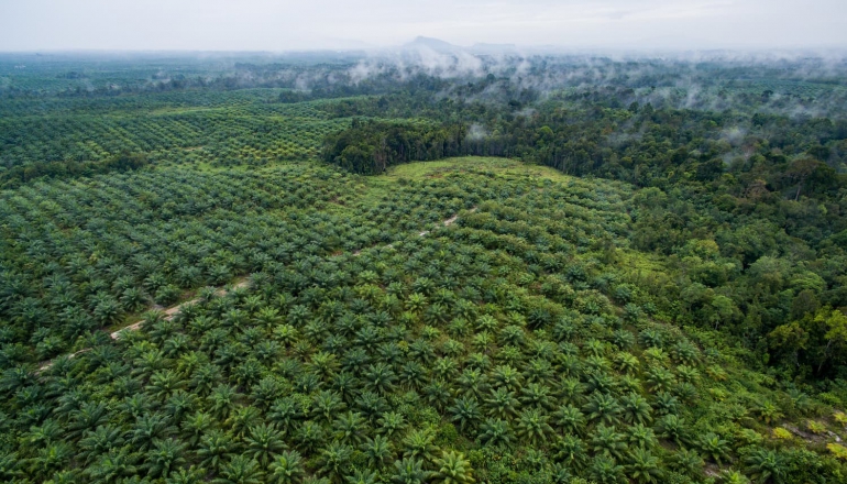 Indonesia’s B50 biofuel rollout faces uncertainty amid palm oil supply woes