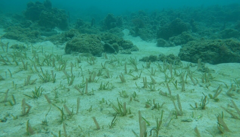 藍碳治理新契機，環境部通過「海草復育」、「紅樹林植林」減量方法學