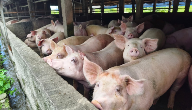 非洲豬瘟爆首例》禁止廚餘餵豬，生質能是解方嗎？3大QA盤點廚餘去化方向