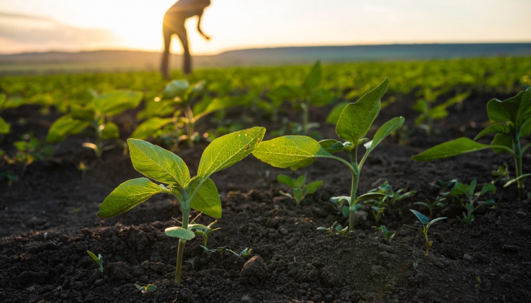 Explainer: How the EU’s first carbon removal and carbon farming rules work