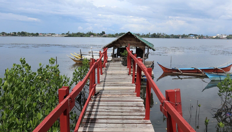 Philippine mangroves survived a typhoon, but now confront a human-made challenge