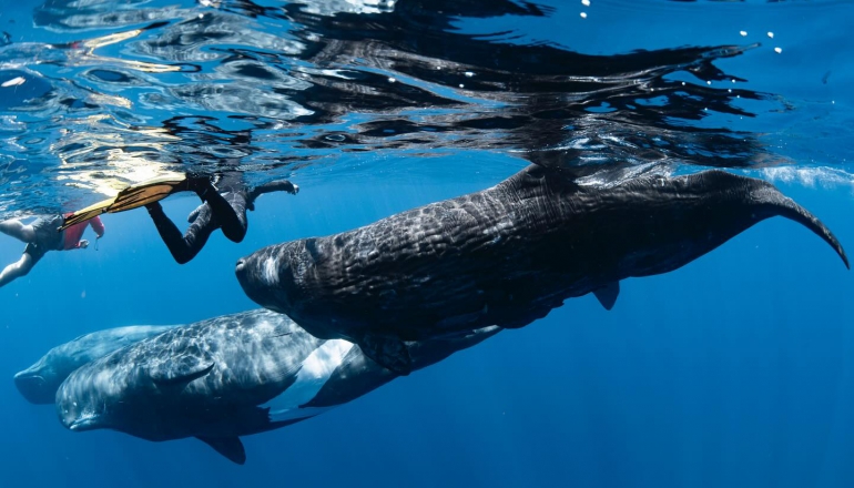 Unregulated tourism risks disrupting Timor-Leste’s whale migration