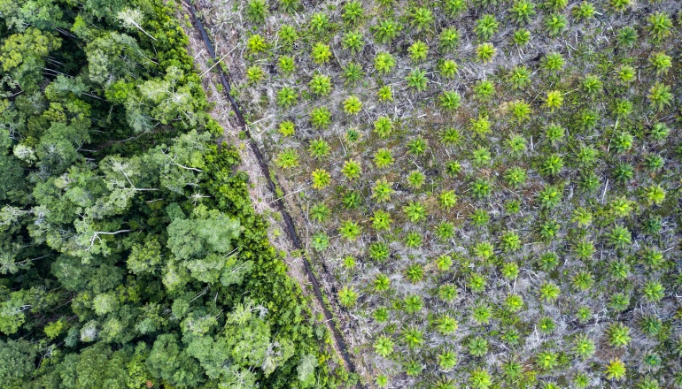 印尼啟動史上最大森林執法：接管數百萬公頃違規開發，棕櫚油與礦業罰款上看2700億元
