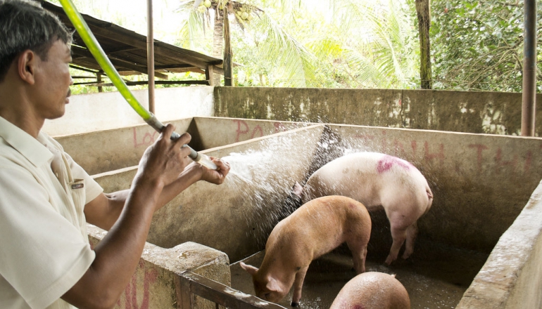 Vietnam’s livestock sector adopts biogas, slashing power costs