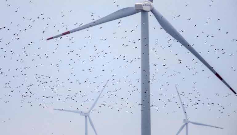 China’s wind farms can protect migratory birds, if well placed