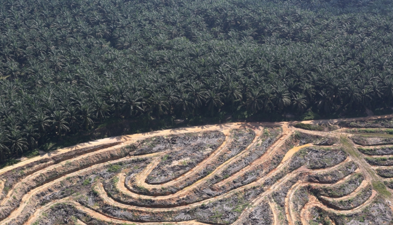 After years of progress, Indonesia risks ‘tragedy’ of a deforestation spike