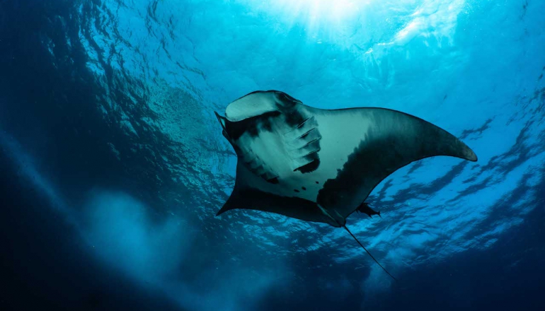 A new treaty comes into force to govern life on the high seas