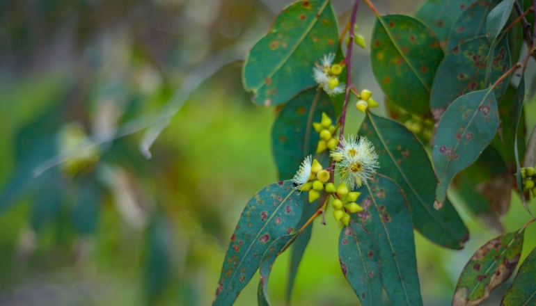 Nippon Paper, PLS begin large-scale eucalyptus plantation study in Malaysia to evaluate biochar potential