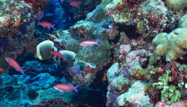 Malaysia lost 20% of its coral reefs in three years, survey finds