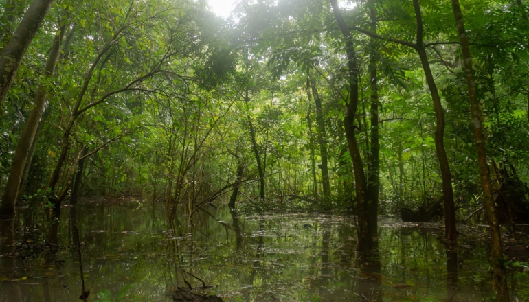 Indonesia eyes forest carbon potential as national carbon market launch nears in June