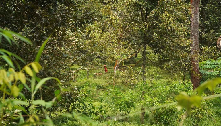 Indonesia farmers count the costs as rains wash out Java durian harvest