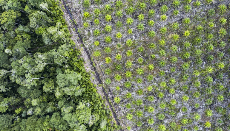 Iran war: Indonesia’s B50 biodiesel plan faces palm oil supply, price uncertainty