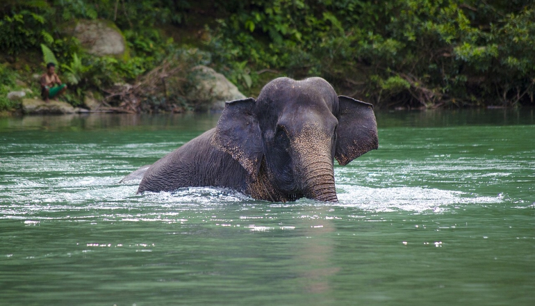 Indonesia plan to rezone elephant reserve for carbon trading and tourism sparks backlash