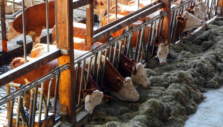 Nearly all climate claims by meat, dairy firms amount to greenwashing: Study