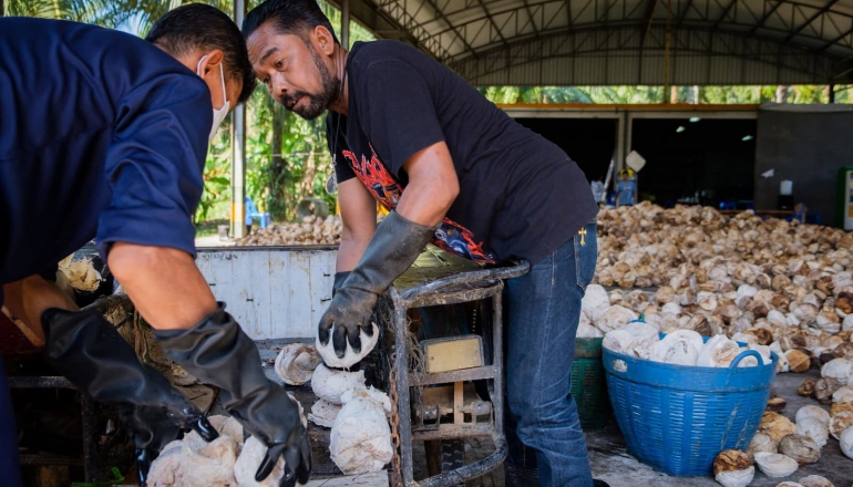 In Thailand, EUDR pressure on small-scale rubber farmers prompts private-sector assistance