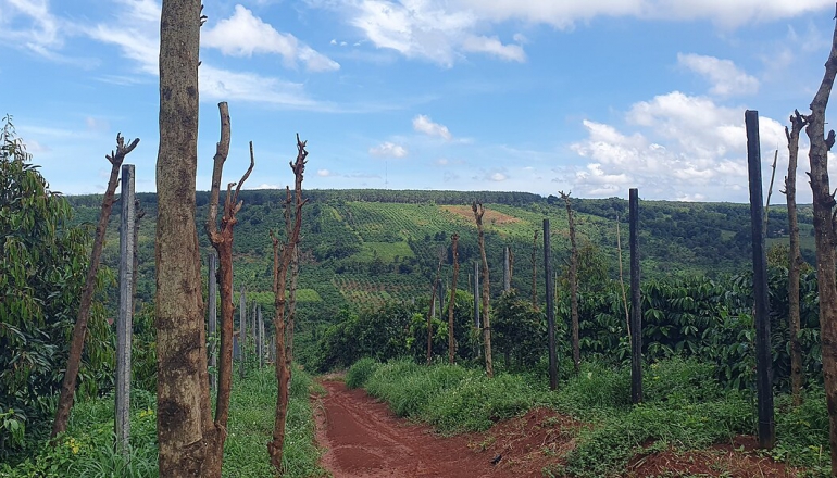 Vietnam’s coffee boom fueled by decades of deforestation, report finds