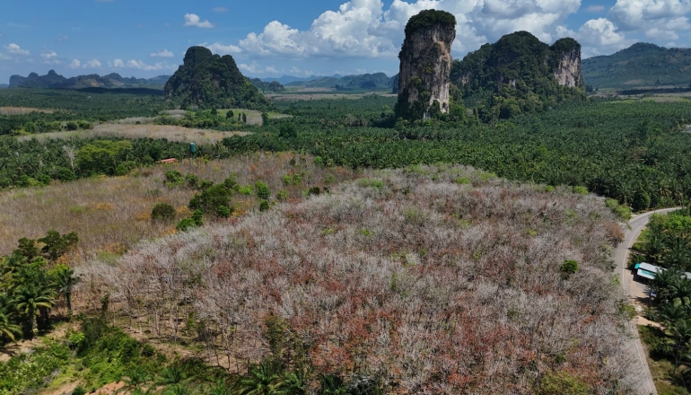 Carbon markets alone won’t keep Southeast Asia’s forests standing, study says