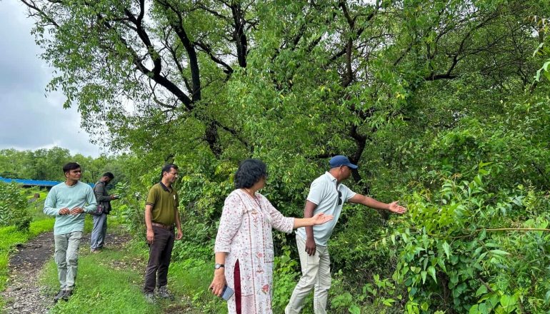 What makes multinational companies conserve mangroves in India?