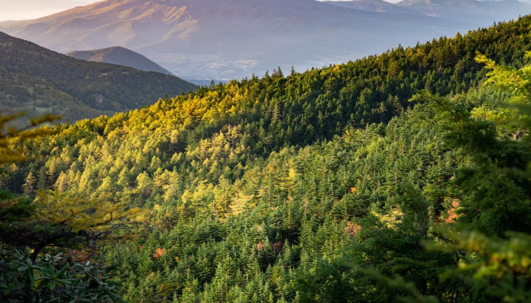 From ISO 17298 to IFRS nature disclosures: Mapping Taiwan's high-impact sectors in five charts