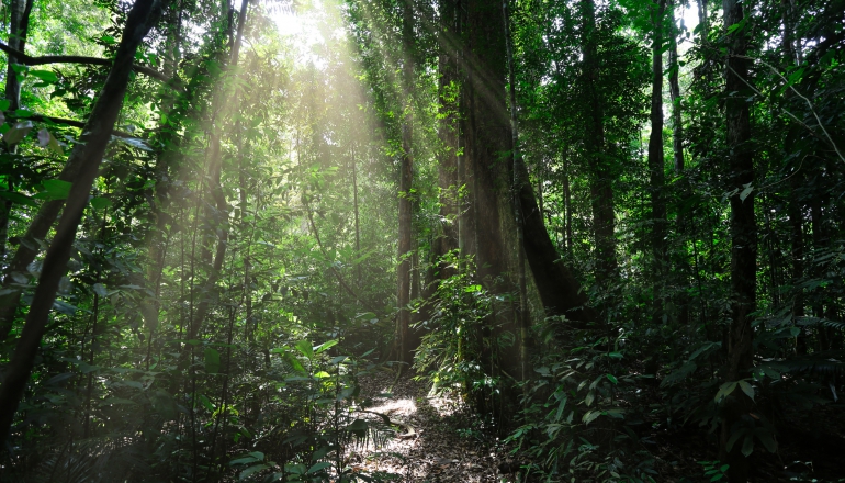 [Op-ed] Why Indonesia is aligning with climate-forward carbon policies