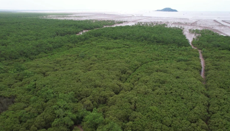 森林減排量高於預期 越南為約500萬噸碳權找買家
